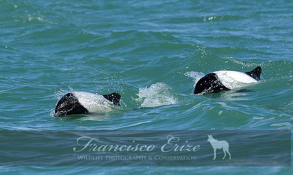 M32 Cephalorhynchus commersonii – COMMERSON´S DOLPHIN
