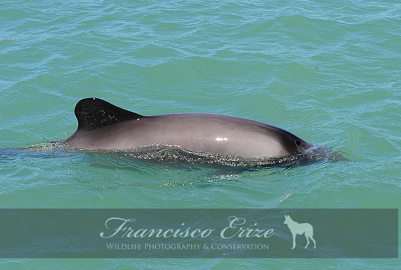 M32 Cephalorhynchus eutropia – CHILEAN DOLPHIN