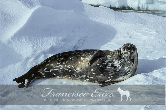 M15 Leptonychotes weddelli - WEDDELL'S SEAL