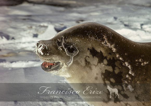 M15 Lobodon caecinophagus - CRABEATER SEAL