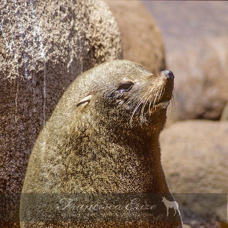 M13 Arctocephalus australis – SOUTH AMERICAN FUR SEAL
