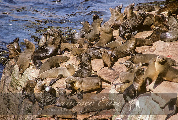 M13 Arctocephalus australis – SOUTH AMERICAN FUR SEAL