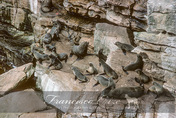 M13 Arctocephalus australis – SOUTH AMERICAN FUR SEAL