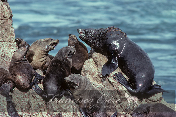 M13 Arctocephalus australis – SOUTH AMERICAN FUR SEAL
