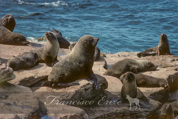 M13 Arctocephalus australis – SOUTH AMERICAN FUR SEAL
