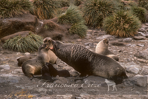 M13 Arctocephalus pusillus - ANTARCTIC FUR SEAL