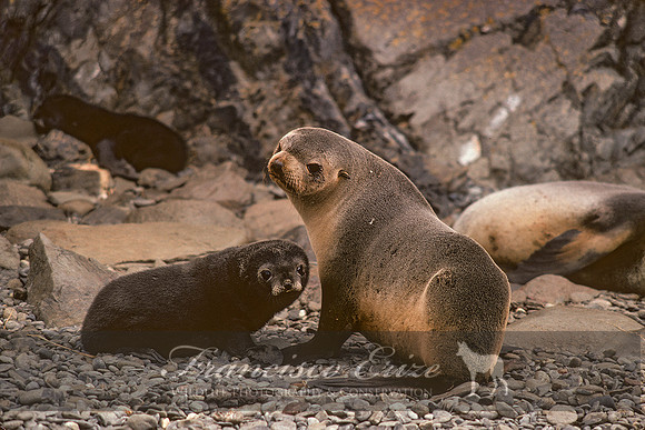 M13 Arctocephalus pusillus – ANTARCTIC FUR SEAL