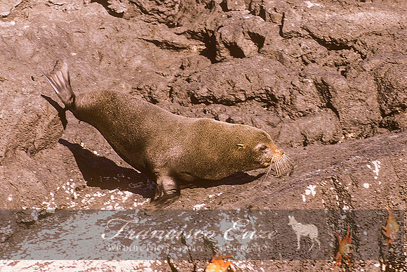 M13 Arctocephalus galapagoensis – GALAPAGOS FUR SEAL