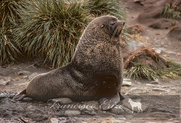 M13 Arctocephalus pusillus – ANTARCTIC FUR SEAL