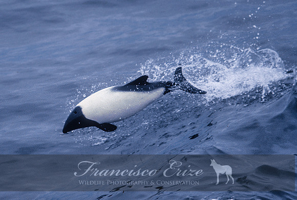 M32 Cephalorhynchus commersonii – COMMERSON´S DOLPHIN