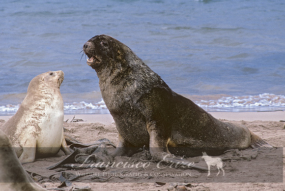 M13 Phocarctos hookeri – NEW ZEALAND’S SEA LION