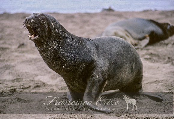 M13 Phocarctos hookeri – NEW ZEALAND’S SEA LION