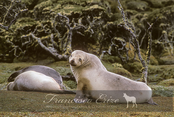 M13 Phocarctos hookeri – NEW ZEALAND’S SEA LION