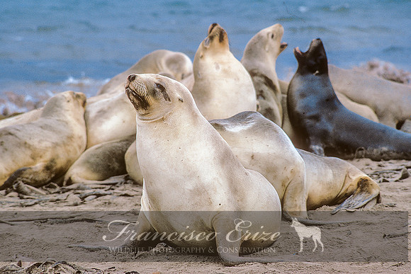 M13 Phocarctos hookeri – NEW ZEALAND’S SEA LION