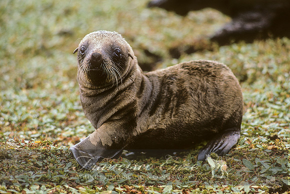 M13 Phocarctos hookeri – NEW ZEALAND’S SEA LION