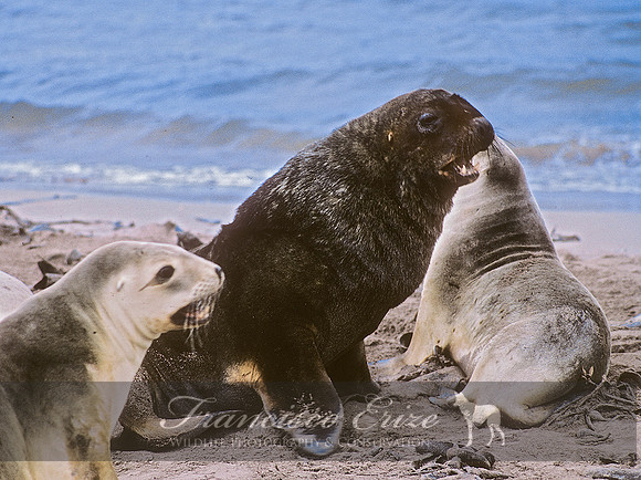M13 Phocarctos hookeri – NEW ZEALAND’S SEA LION