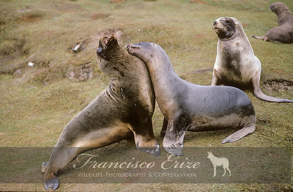 M13 Phocarctos hookeri – NEW ZEALAND’S SEA LION