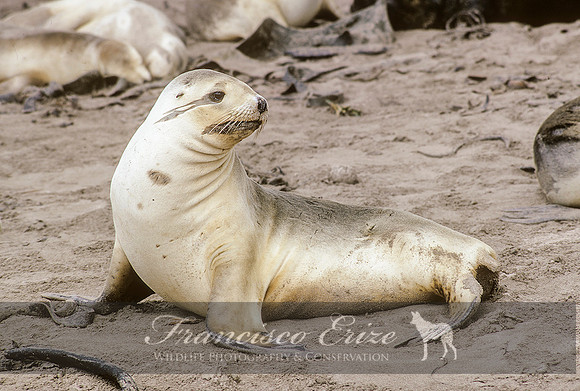 M13 Phocarctos hookeri – NEW ZEALAND’S SEA LION