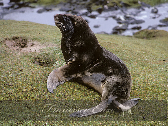 M13 Phocarctos hookeri – NEW ZEALAND’S SEA LION