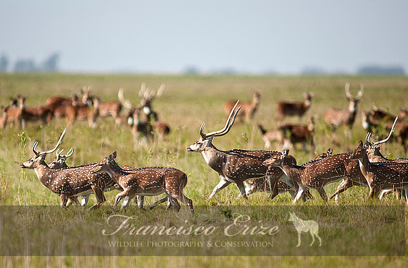 M21 Axis axis - SPOTTED DEER 12