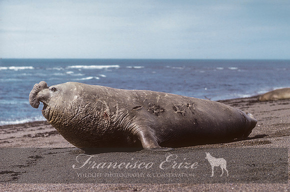 M15 Mirounga leonina – SOUTHERN ELEPHANT SEAL