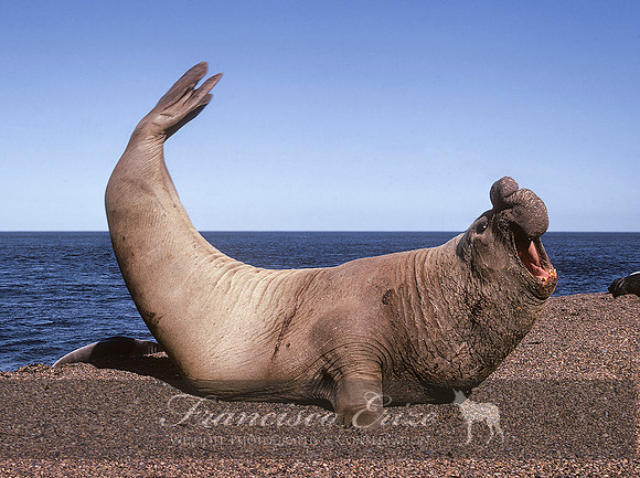 M15 Mirounga leonina – SOUTHERN ELEPHANT SEAL