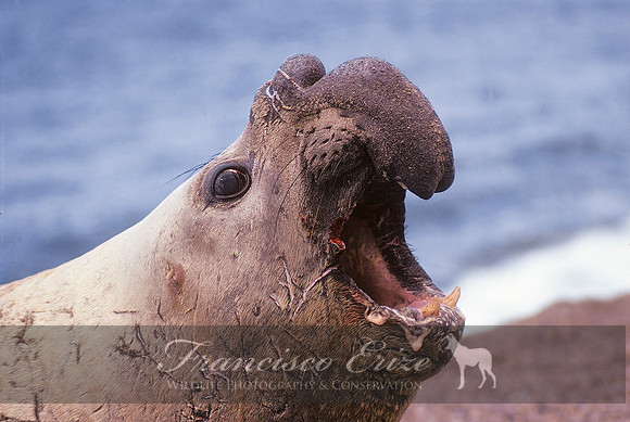 M15 Mirounga leonina – SOUTHERN ELEPHANT SEAL
