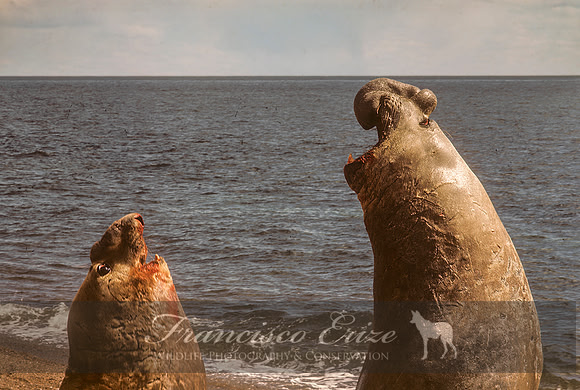 M15 Mirounga leonina – SOUTHERN ELEPHANT SEAL