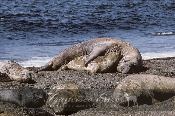 M15 Mirounga leonina – SOUTHERN ELEPHANT SEAL