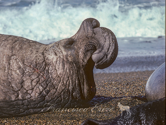 M15 Mirounga leonina – SOUTHERN ELEPHANT SEAL