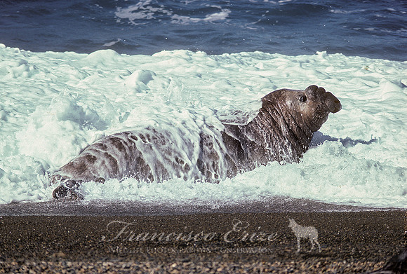 M15 Mirounga leonina – SOUTHERN ELEPHANT SEAL