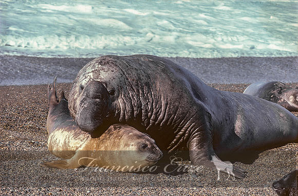 M15 Mirounga leonina – SOUTHERN ELEPHANT SEAL