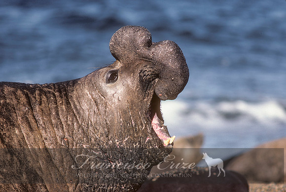 M15 Mirounga leonina – SOUTHERN ELEPHANT SEAL