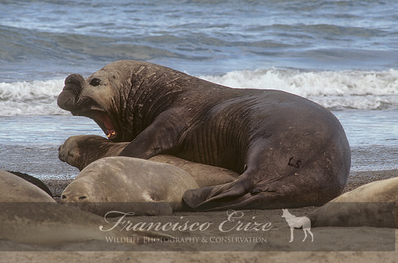 M15 Mirounga leonina – SOUTHERN ELEPHANT SEAL