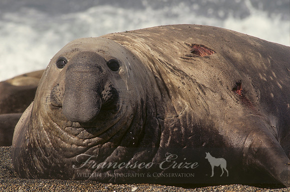 M15 Mirounga leonina – SOUTHERN ELEPHANT SEAL
