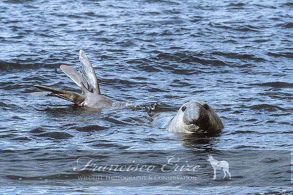 M15 Mirounga leonina – SOUTHERN ELEPHANT SEAL