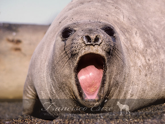 M15 Mirounga leonina – SOUTHERN ELEPHANT SEAL