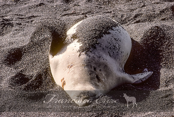 M15 Mirounga leonina – SOUTHERN ELEPHANT SEAL