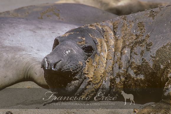 M15 Mirounga leonina – SOUTHERN ELEPHANT SEAL