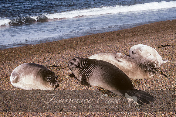 M15 Mirounga leonina – SOUTHERN ELEPHANT SEAL