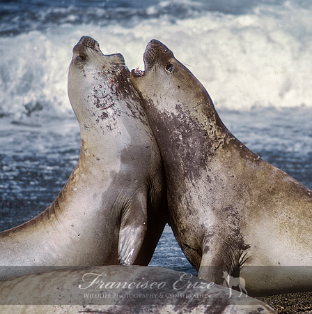 M15 Mirounga leonina – SOUTHERN ELEPHANT SEAL
