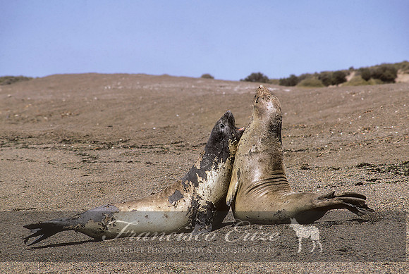 M15 Mirounga leonina – SOUTHERN ELEPHANT SEAL