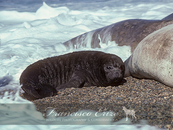 M15 Mirounga leonina – SOUTHERN ELEPHANT SEAL