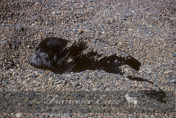 M15 Mirounga leonina – SOUTHERN ELEPHANT SEAL