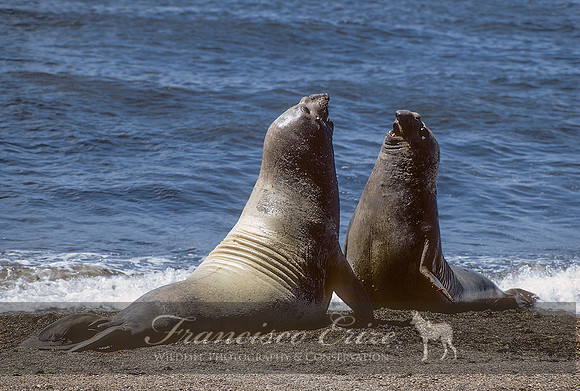 M15 Mirounga leonina – SOUTHERN ELEPHANT SEAL