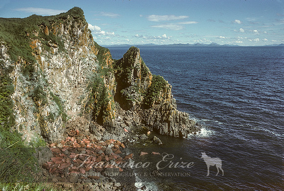 M14 Odobenus r. divergens – PACIFIC WALRUS