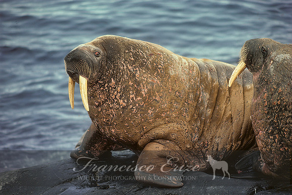 M14 Odobenus rosmarus – ATLANTIC WALRUS