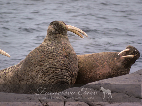M14 Odobenus rosmarus – ATLANTIC WALRUS