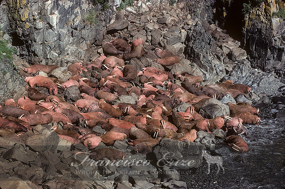 M14 Odobenus r divergens – PACIFIC WALRUS