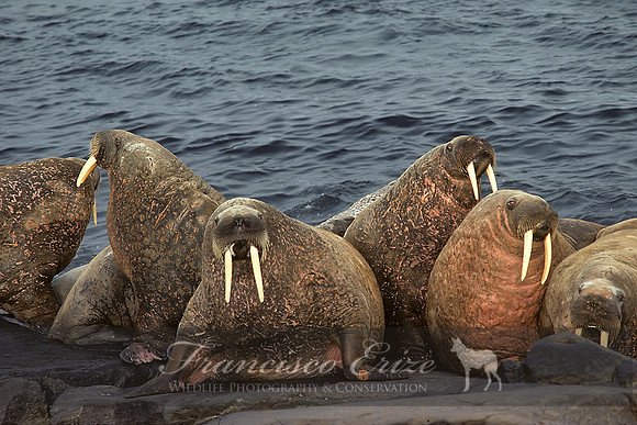 M14 Odobenus rosmarus – ATLANTIC WALRUS